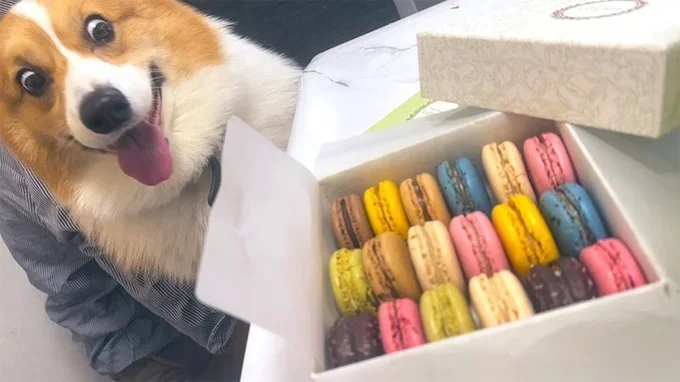 「表情が最高」と話題になったラッキーちゃんとマカロン▶ラッキーちゃん、楽しそうなお出かけ（⇒次へ）