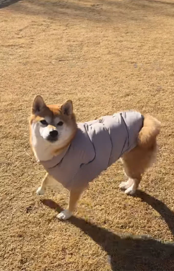 散歩中のむぎちゃん（⇒次へ）