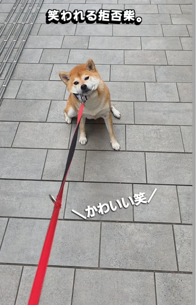 散歩をストライキ（⇒次へ）