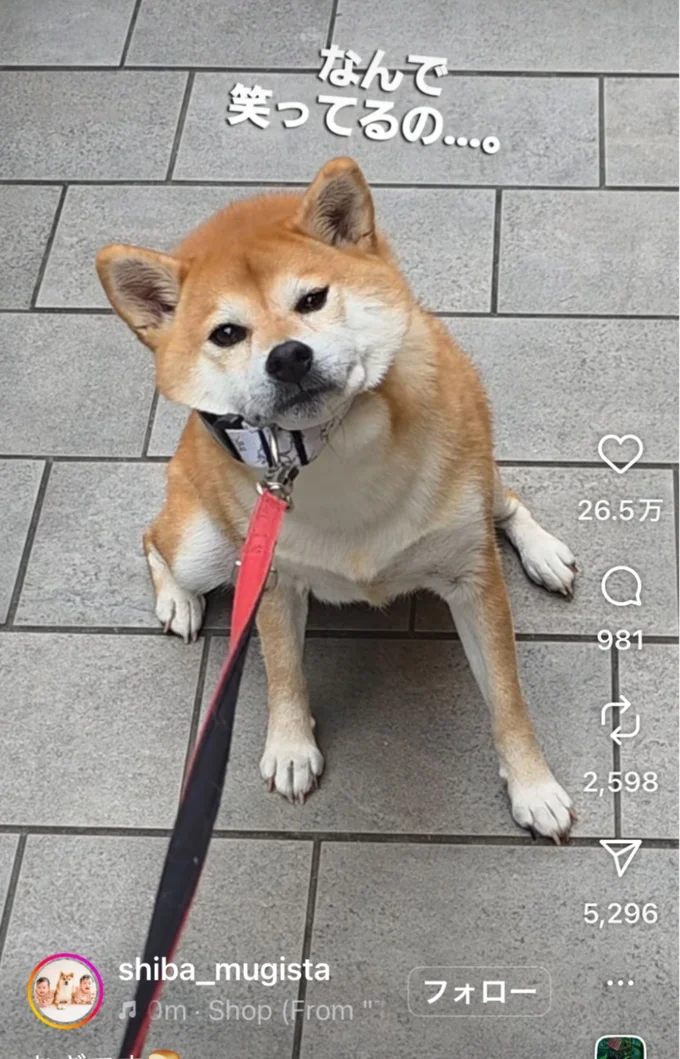 ピクリとも動かない…▶むぎちゃんの日常を覗いてみる（⇒次へ）