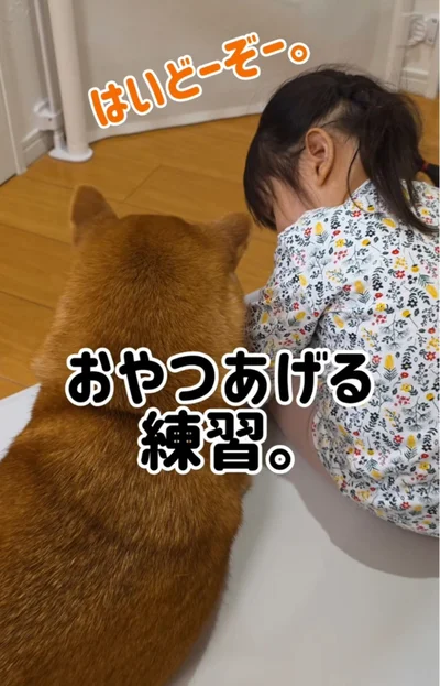 むぎちゃんにおやつをあげている▶（次画像からマイペースな柴犬のコミックエッセイ『柴犬ぽんちゃん、今日もわが道を行く』が読めます）