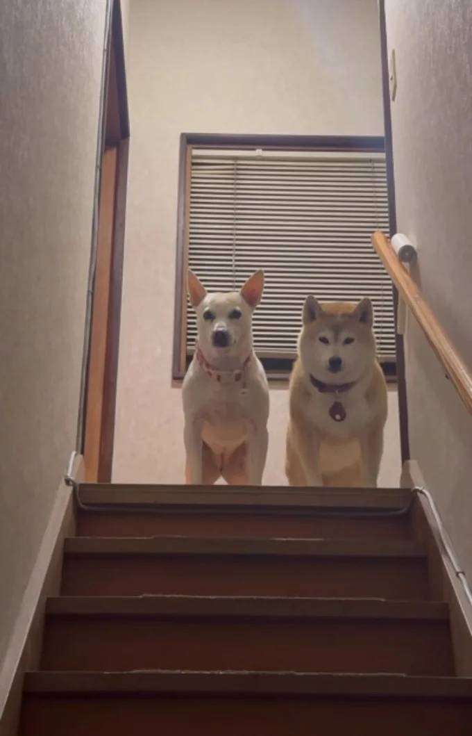 階段の上にいる2匹のワンちゃん（⇒次へ）
