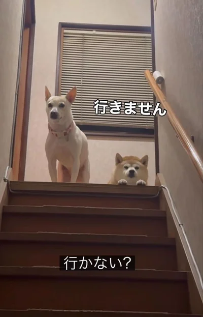 「行きません」とばかりに、目をそらしたり座り込んだりする▶いつもは喜んで付いてくるのに…（⇒次へ）