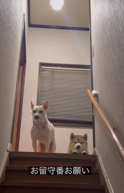 結局、お留守番をすることに▶2匹の愛らしい毎日（⇒次へ）