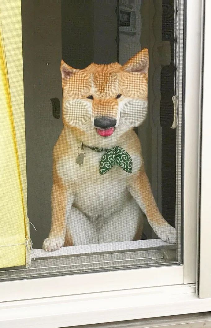 網戸に顔を押し付けている▶（次画像から毎日のびのびと暮らす愛犬との日々のエピソードを描いた『犬を揉む -ぺちょら… ときどき 帰宅拒否-』が読めます）