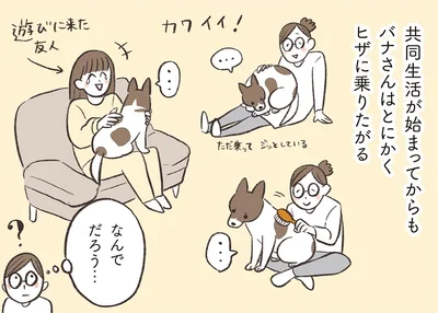 とにかくヒザに乗りたがる