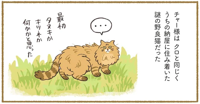 タヌキ？キツネ？うちの長屋に住みついた謎の野良猫は甘えん坊