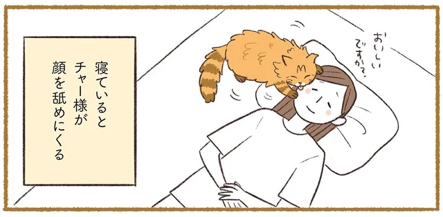 我が家の猫からの愛が痛い！寝ているときは要注意