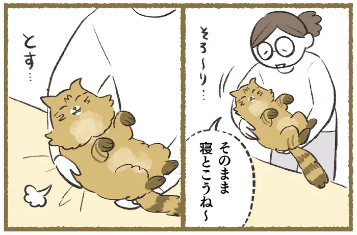 まるで赤ちゃん！たぬきみたいな猫の背中にある敏感センサー