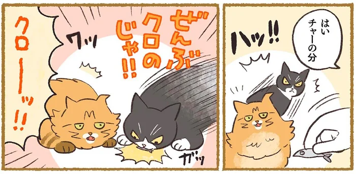 超食いしん坊の黒猫！別の猫にあげた分まで強奪！？