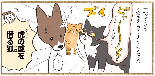 逃げた猫が戻って文句！？まるで「虎の威を借る狐」