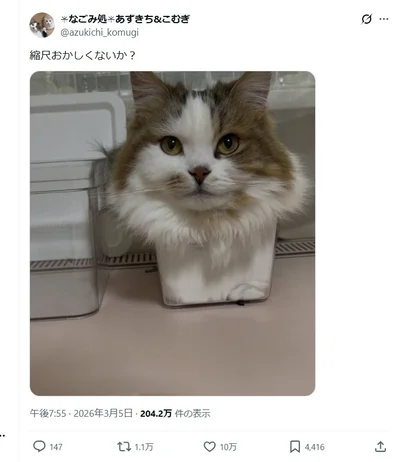 箱に収まるこむぎちゃん▶いったい、どうなっているの？（⇒次へ）