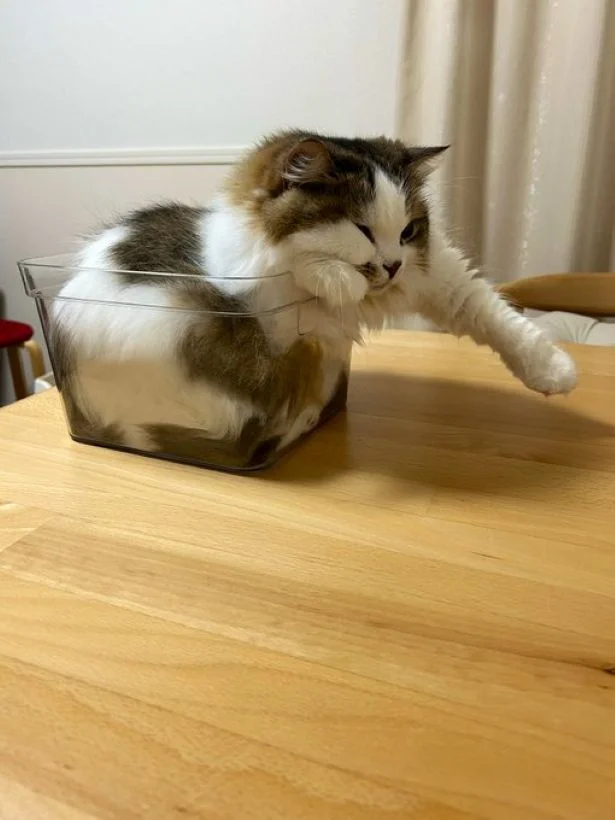 ここから出たくなさそうですね▶箱に入っていないこむぎちゃん（⇒次へ）