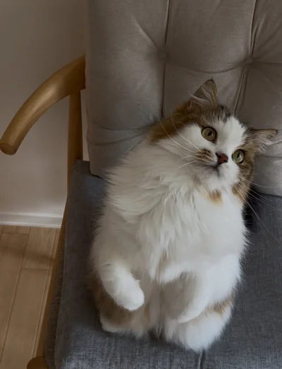 全身もふもふです！▶美しい横顔のあずきちちちゃん（⇒次へ）