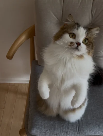 縮尺がおかしい…！？お気に入りの箱に収まる猫の姿に「何が起きてるの？」「まるで液体」の声