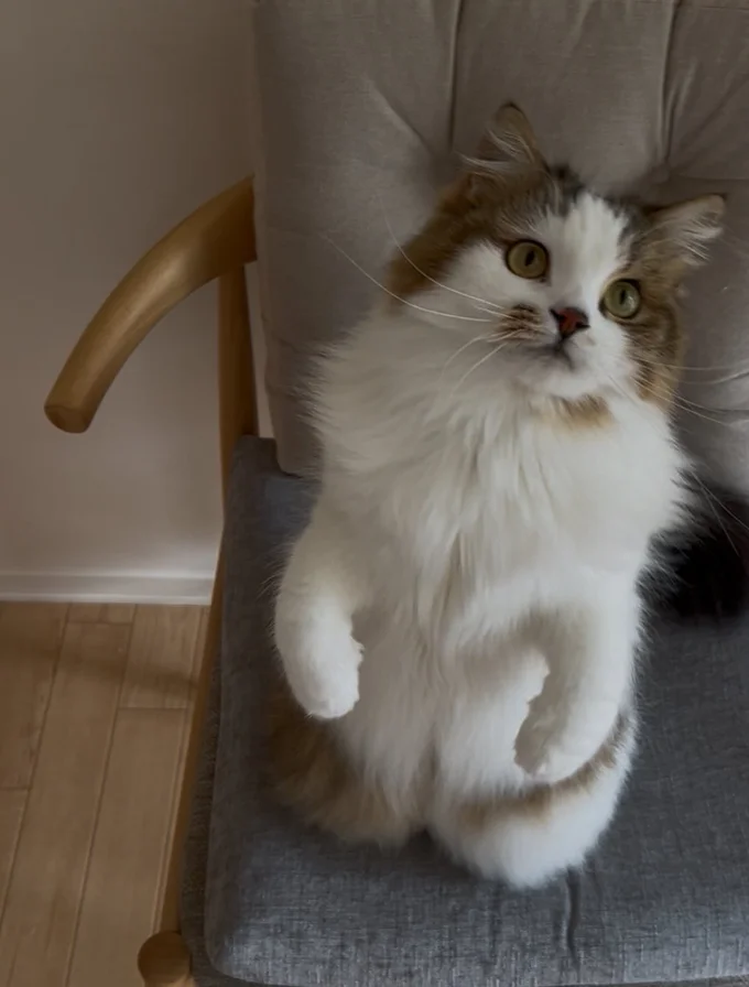 好奇心旺盛なこむぎちゃん