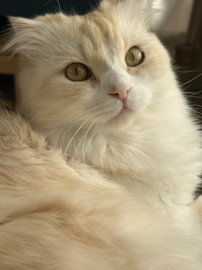 ピンクのお鼻もかわいいです▶猫は液体っていうけれど…（⇒次へ）