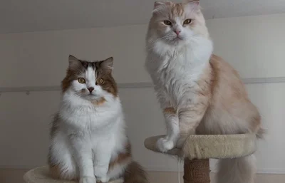 カメラ目線もばっちりですね！▶見返り美人（⇒次へ）