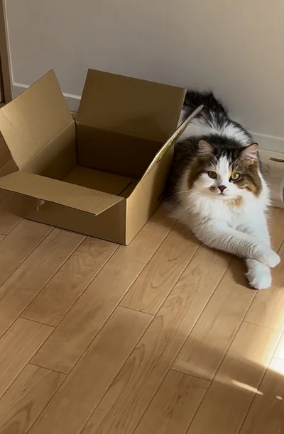 ダンボールに寄り添うこむぎちゃん▶そーっと近づくこむぎちゃん…（⇒次へ）