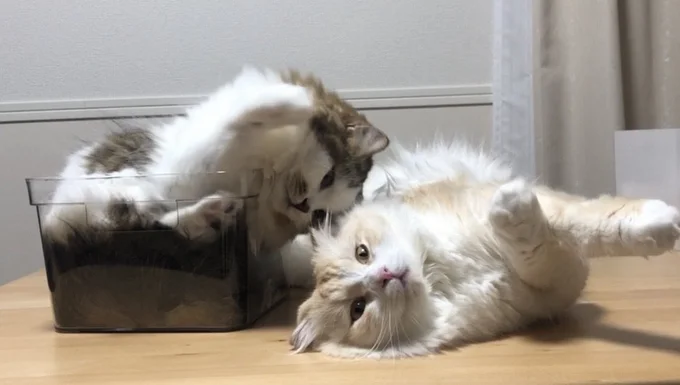 箱の中から失礼します（⇒次からは、『うちの猫がまた変なことしてる。７』が読めます）