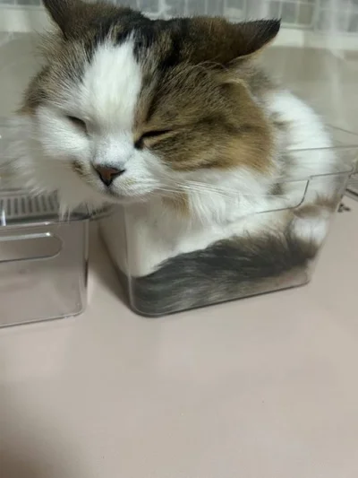 落ち着く～！！▶今日はダンボール（⇒次へ）