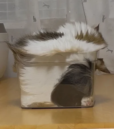 よく見ると、持ち手の穴から耳が…！▶凛としたあずきちちゃんとこむぎちゃん（⇒次へ）