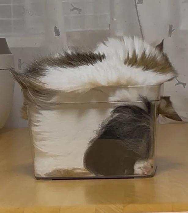 よく見ると、持ち手の穴から耳が…！▶凛としたあずきちちゃんとこむぎちゃん（⇒次へ）