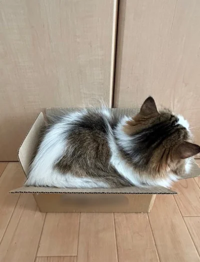 お届けものです！▶入らない時もあるんです（⇒次へ）