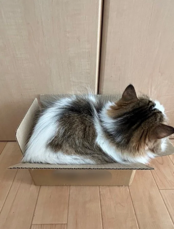 お届けものです！▶入らない時もあるんです（⇒次へ）