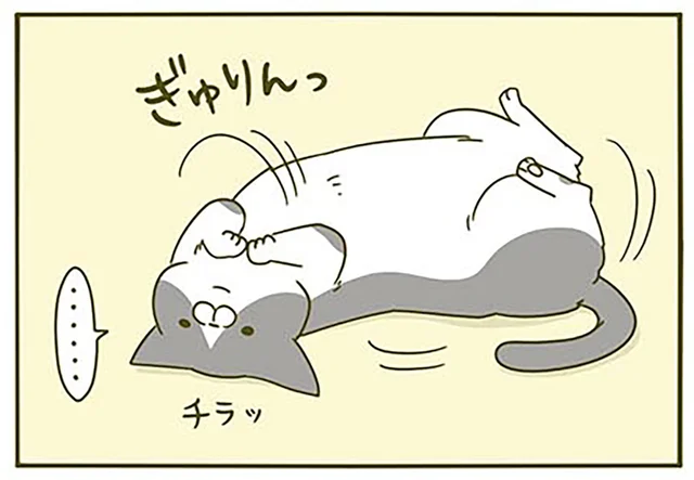 構えないときばっかり！ 動きながらチラチラ見てくる猫が愛らしい