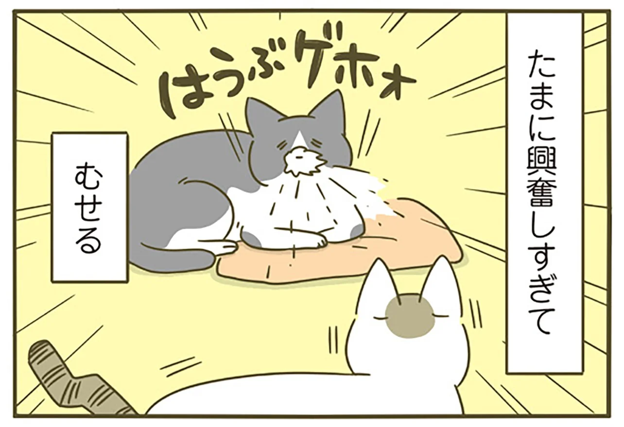 元気に遊ぶ後輩猫を観戦する先輩猫。自分は動いてないのに…？（画像29