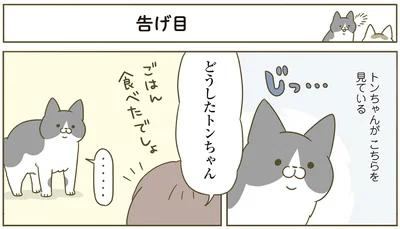 『うちの猫がまた変なことしてる。4』より