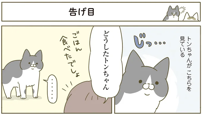 『うちの猫がまた変なことしてる。4』より