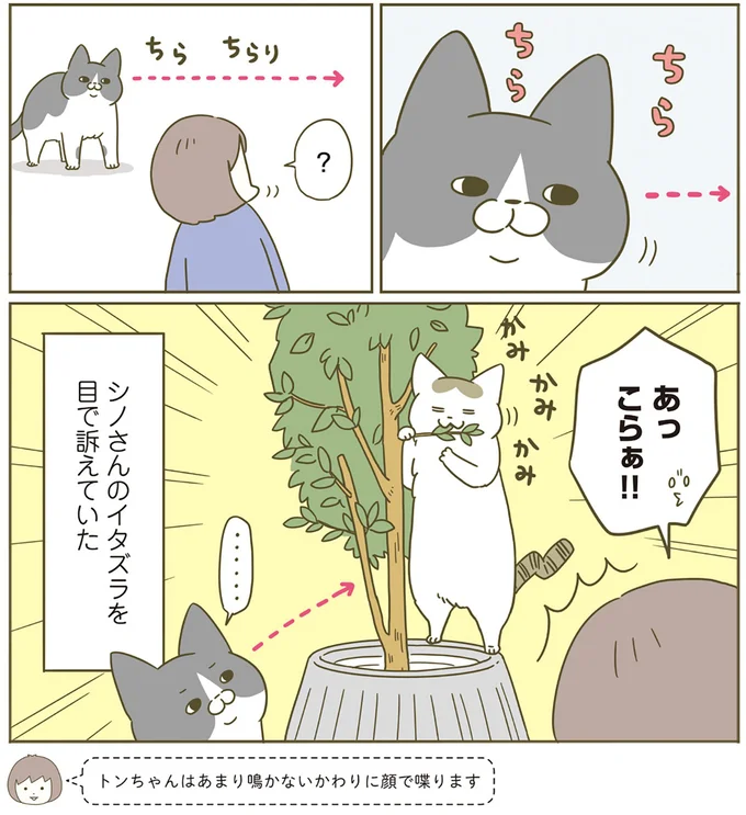 『うちの猫がまた変なことしてる。4』より