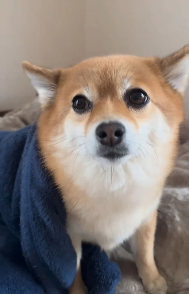 「えっ、耳どこ行ったの！？」愛犬の“衝撃の姿”に7.8万人が驚愕