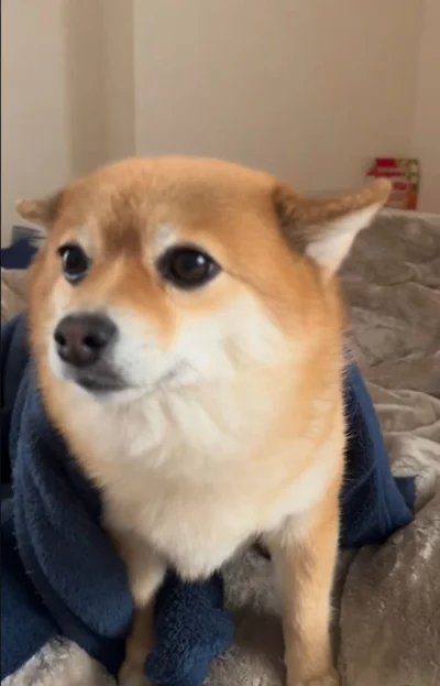 耳が立ち上がっていつも通り▶あずきちゃんの日常（⇒次へ）