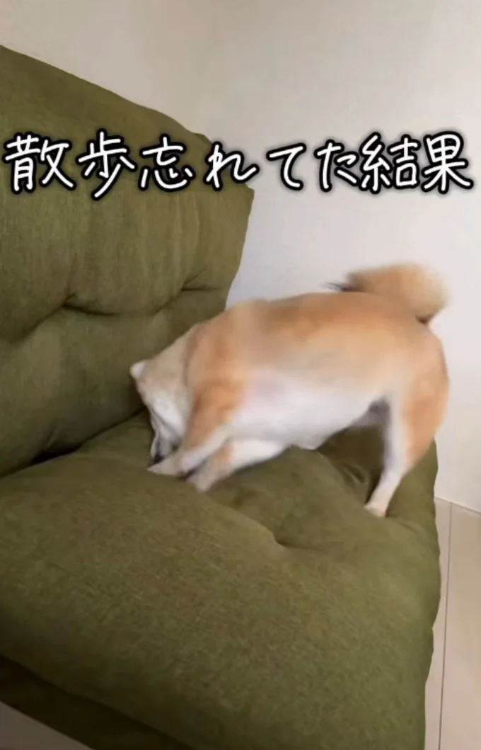 ソファの上で動きまくる▶散歩を忘れられてしまい…(⇒次へ)