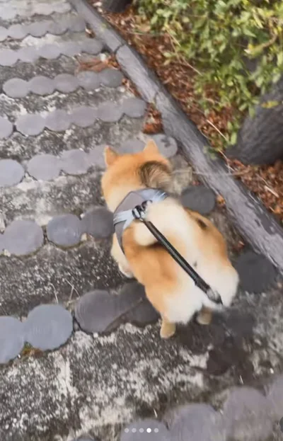 勢いよく階段を下りる▶何か伝えたいことが？（⇒次へ）