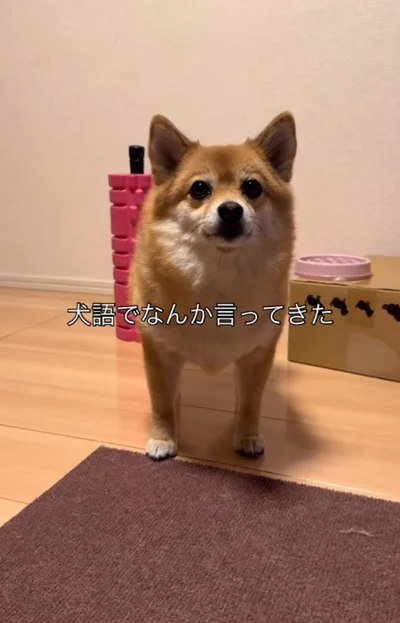 犬語でなんか言ってる▶（次画像からマイペースでかわいい柴犬のコミックエッセイ『柴犬ぽんちゃん、今日もわが道を行く』が読めます）