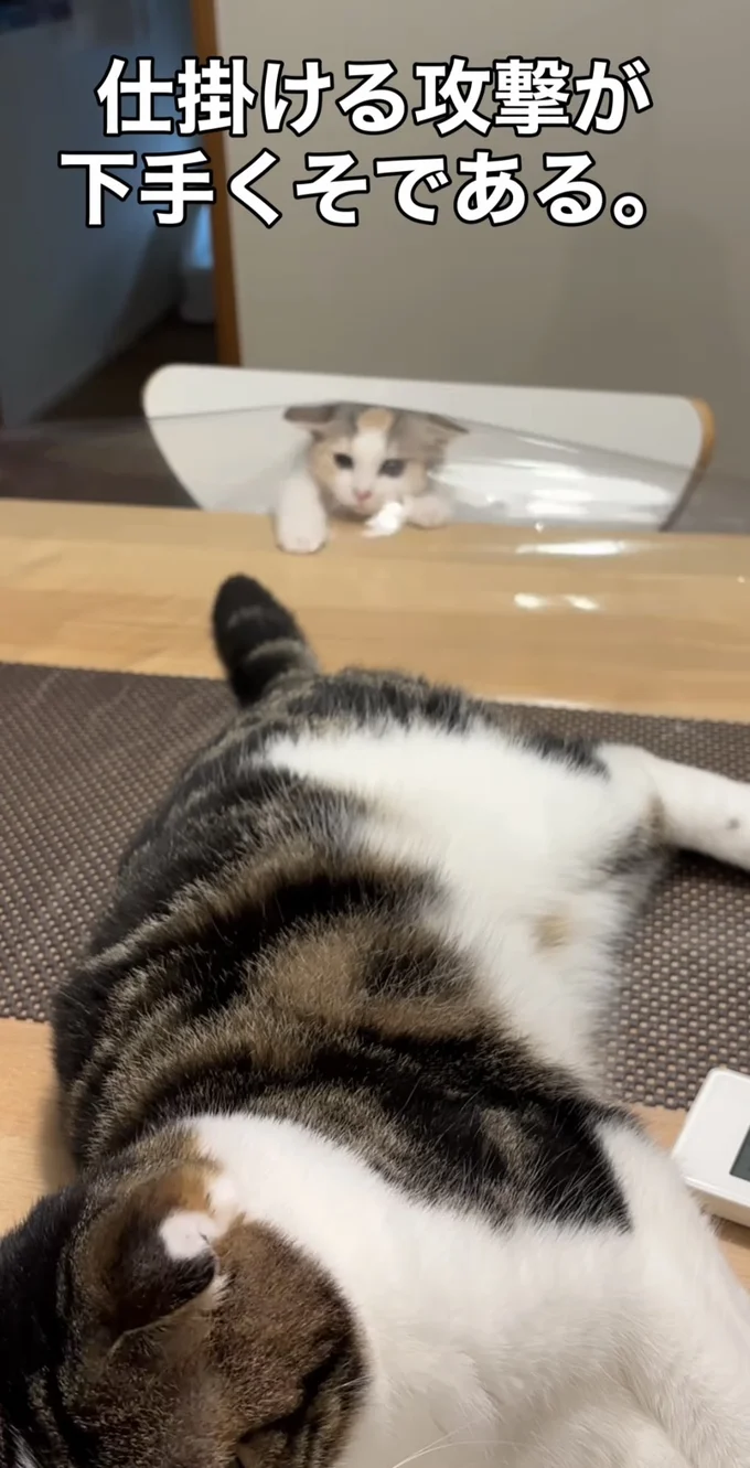 お兄ちゃんを見つけた“しらたまちゃん”（⇒次へ）