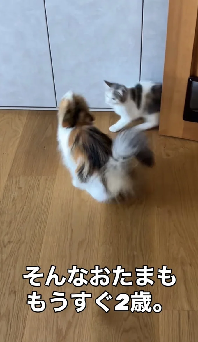 しらたまちゃんが飛び出してきた▶お姉ちゃんは…（⇒次へ）