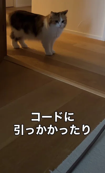 お姉ちゃんが立ち止まっている▶しらたまちゃんが猛スピードで駆け寄ってきて…（⇒次へ）