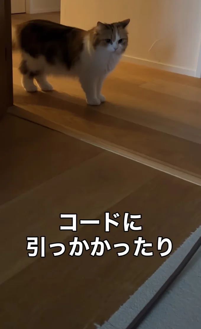 お姉ちゃんが立ち止まっている▶しらたまちゃんが猛スピードで駆け寄ってきて…（⇒次へ）
