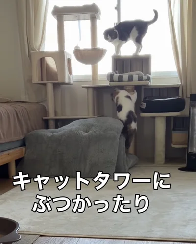 キャットタワーに激突▶場所を変えても…（⇒次へ）
