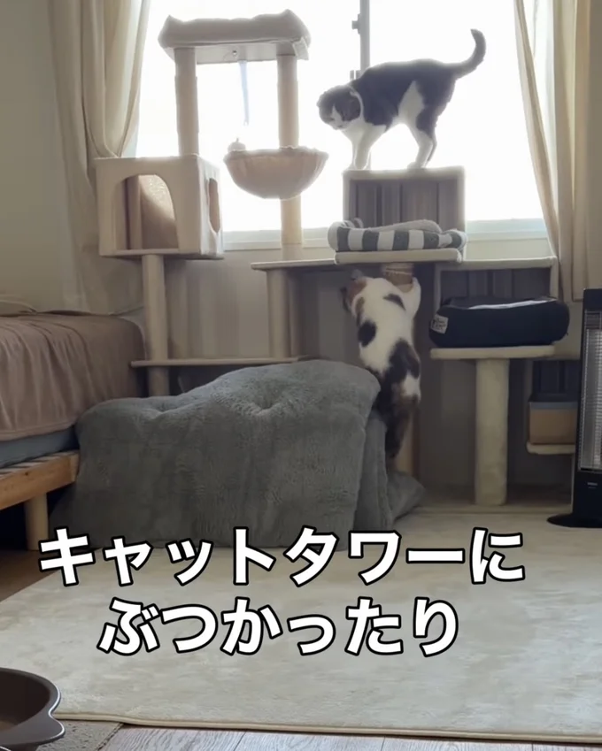 キャットタワーに激突▶場所を変えても…（⇒次へ）