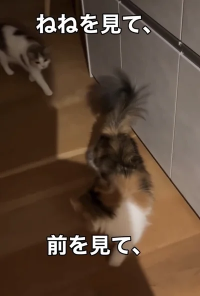 お姉ちゃんについて行く▶どこ見てるの！？（⇒次へ）