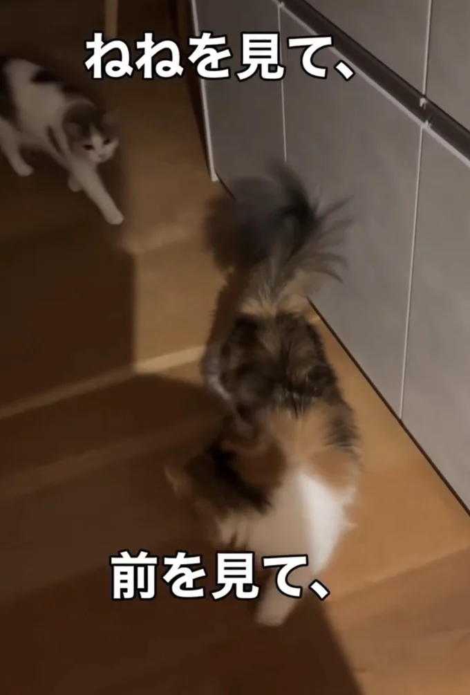 お姉ちゃんについて行く▶どこ見てるの！？（⇒次へ）