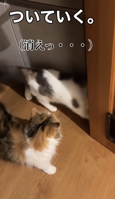 道を間違えて消える▶兄姉猫は…（⇒次へ）