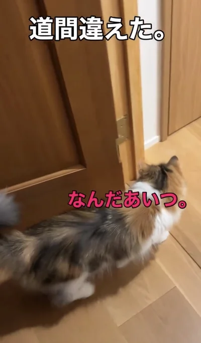 慣れた様子で見守っている▶（次画像から猫のかわいい仕草に癒されるコミックエッセイ『うちの猫がまた変なことしてる。７』が読めます）