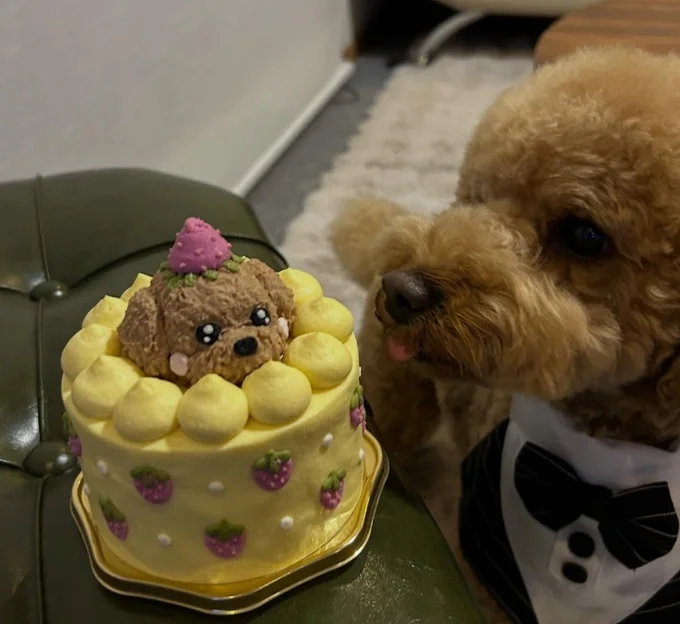 特製ケーキでお祝い▶（次画像からかわいすぎるトイプーの日常を描いたコミックエッセイ『うちのトイプーがアイドルすぎる。』が読めます）